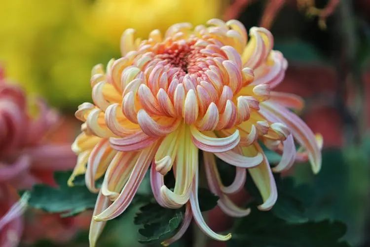 重陽丨深情不及久伴，厚愛無需多言。(圖2)